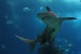 Shark II